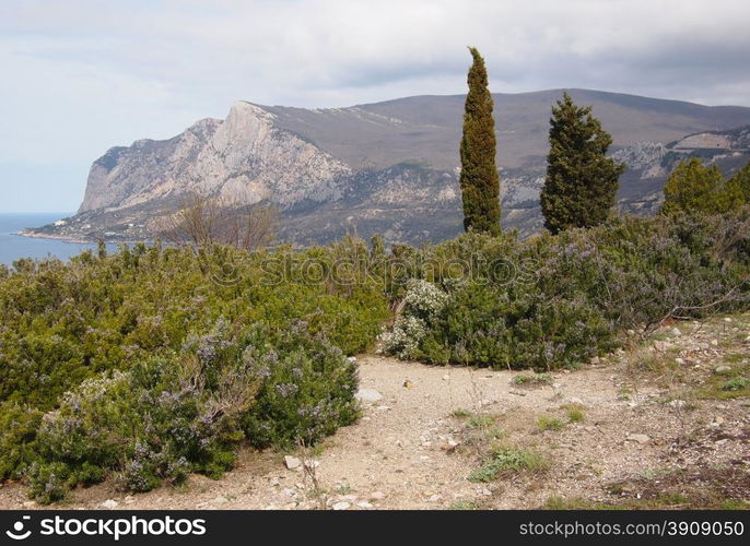 Trees in the Crimean mountains