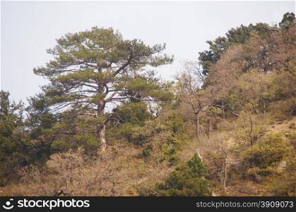 Trees in the Crimean mountains