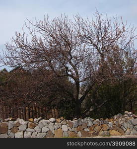 Trees in the Crimean mountains