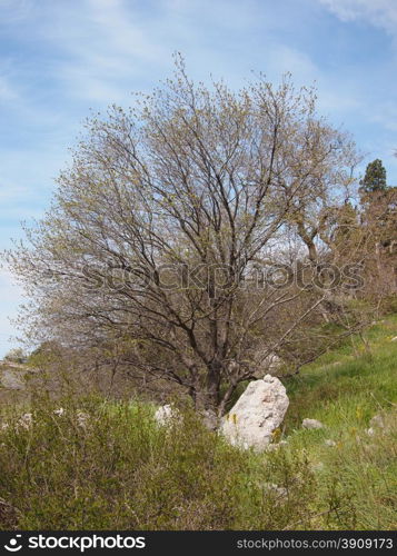 Trees in the Crimean mountains