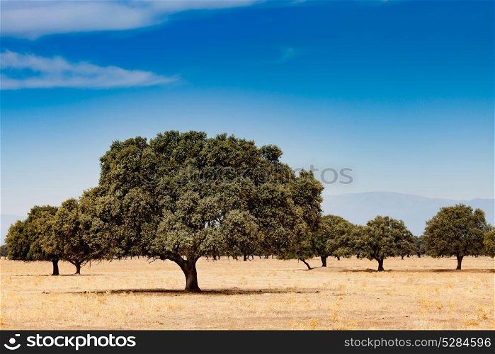 Trees in the dry field. The pasture during the summer in the center of Spain