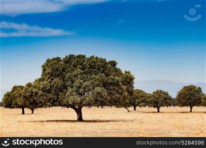 Trees in the dry field. The pasture during the summer in the center of Spain