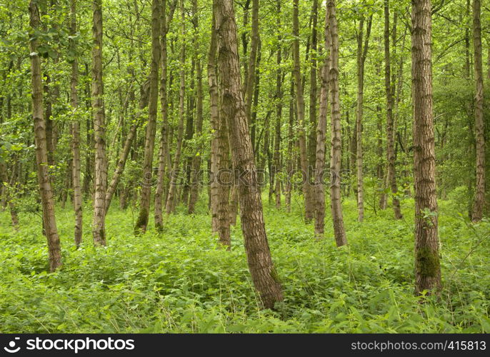 Trees in the Dutch nature reserve called Alblasserbos near Papendrecht. Trees in the Alblasserbos