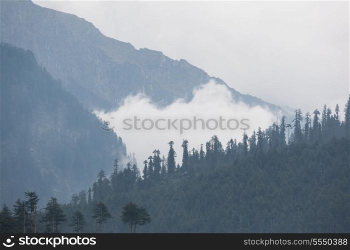 Trees in the fog and clouds, Himalaya