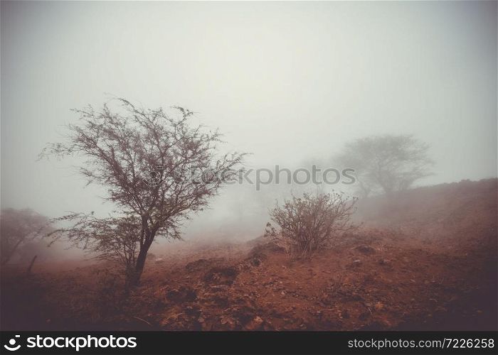Trees in the fog, Fogo Island, Cape Verde, Africa. Trees in the fog, Fogo Island, Cape Verde