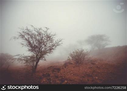 Trees in the fog, Fogo Island, Cape Verde, Africa. Trees in the fog, Fogo Island, Cape Verde
