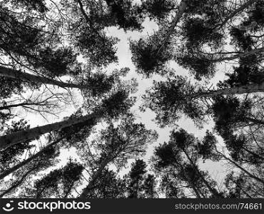 Trees in the forest, a view from above