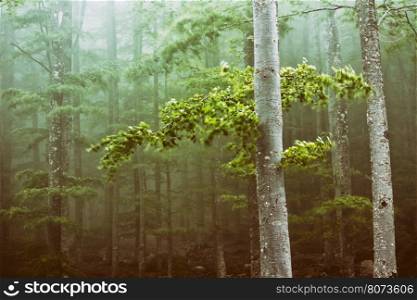 Trees in the forest moved by the wind in a greenery light. Trees in the forest moved by the wind