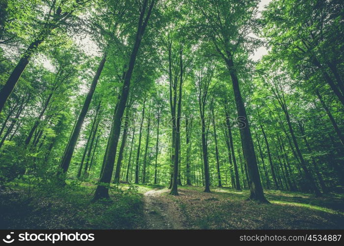 Trees in the forest with green leaves in the spring