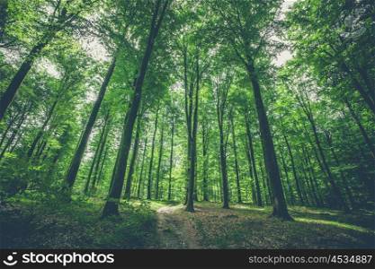 Trees in the forest with green leaves in the spring