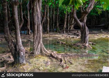 trees in the jungle near the emerald lake in Krabi, Thailand