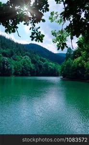 trees in the lake in the mountain, green colors