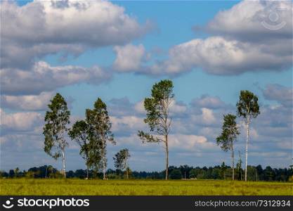 Trees in the middle of the meadow. Trees on green field against a blue cloudy sky. Summer landscape with trees, meadow and cloudy blue sky. Classic rural landscape in Latvia.