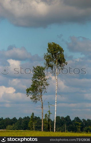 Trees in the middle of the meadow. Trees on green field against a blue cloudy sky. Summer landscape with trees, meadow and cloudy blue sky. Classic rural landscape in Latvia.