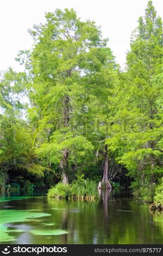 Trees in the middle of Weeki Wachee River.