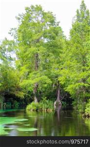 Trees in the middle of Weeki Wachee River.
