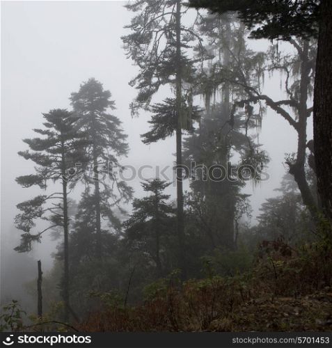 Trees in the mist, Bhutan, Pele La Pass