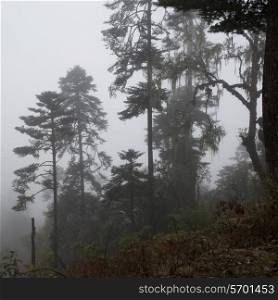 Trees in the mist, Bhutan, Pele La Pass