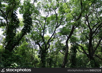 Trees in the park