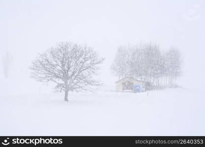 Trees in the snow