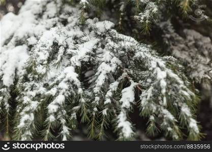 trees in the snow, winter landscapes