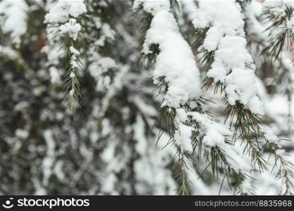 trees in the snow, winter landscapes