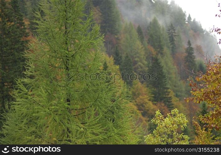 Trees in the wilderness in Slovenia