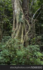 Trees in tropical rainforest, Yelapa, Jalisco, Mexico