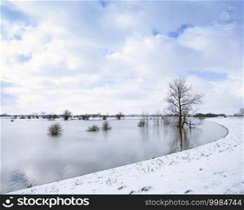 trees in water of floodplanes during flood of river rhine near wijk bij duurstede in holland under blue sky with clouds next to snow covered dike