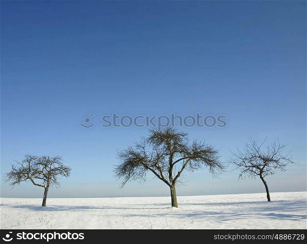 trees in wintertime. tree