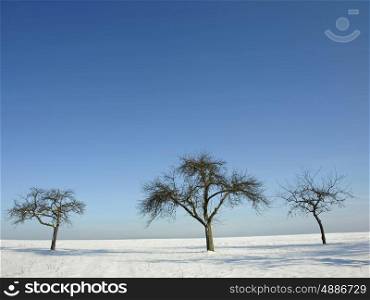 trees in wintertime. tree