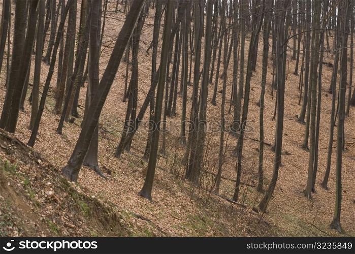 Trees in woods
