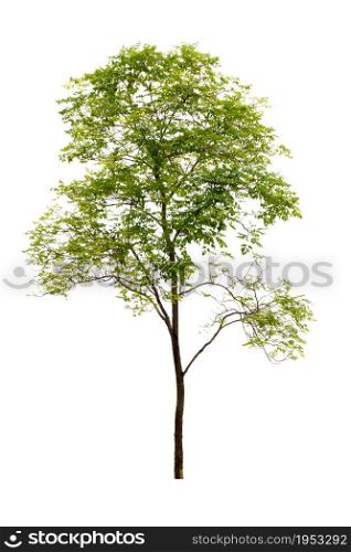 Trees Isolated On White Background, Tropical Trees Isolated Used For Design, Advertising And Architecture.