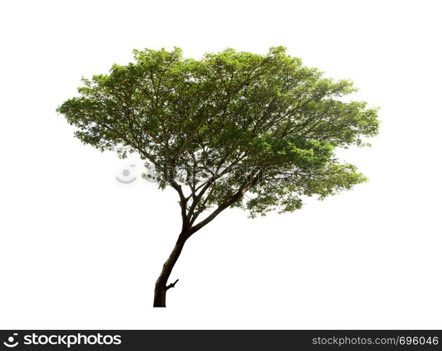 Trees isolated on white background, tropical trees isolated used for design, with clipping path