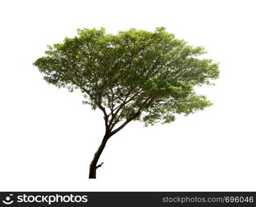 Trees isolated on white background, tropical trees isolated used for design, with clipping path