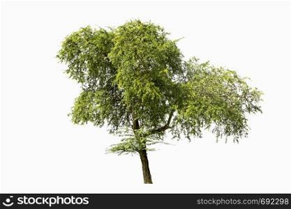 Trees isolated on white background.with Clipping Path