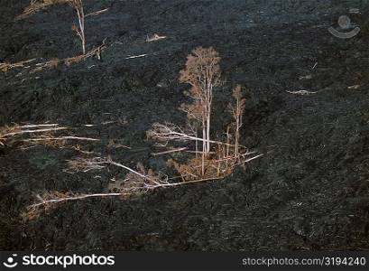 Trees killed by encroaching lava flow, Hawaii
