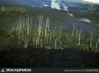Trees killed by lava flows, Hawaii