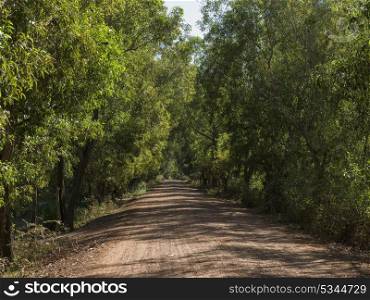 Trees lined dirt road, Angkor Thom, Siem Reap, Cambodia
