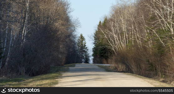 Trees lined road, Hecla Grindstone Provincial Park, Manitoba, Canada