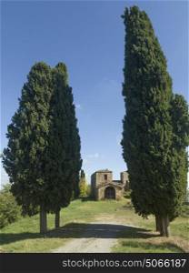 Trees lining dirt road to farmhouse, Tuscany, Italy