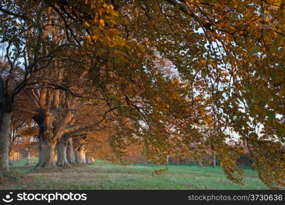 Trees lining the road to Blanford and Wimborne in Dorset