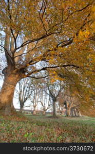 Trees lining the road to Blanford and Wimborne in Dorset