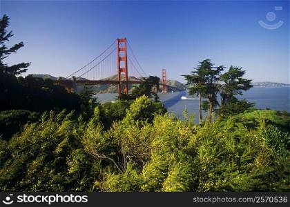 Trees near a bay, Golden Gate Bridge, San Francisco, California, USA