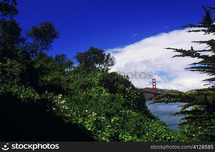 Trees near a bay, Golden Gate Bridge, San Francisco, California, USA