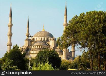 Trees near a mosque, Blue Mosque, Istanbul, Turkey