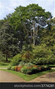 Trees near footpath in royal botanical garden Peradeniya, Sri Lanka