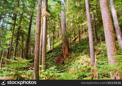 Trees near Lake Crescent in the Olympic Peninsula, WA state