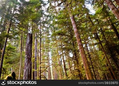 Trees near Lake Crescent in the Olympic Peninsula, WA state