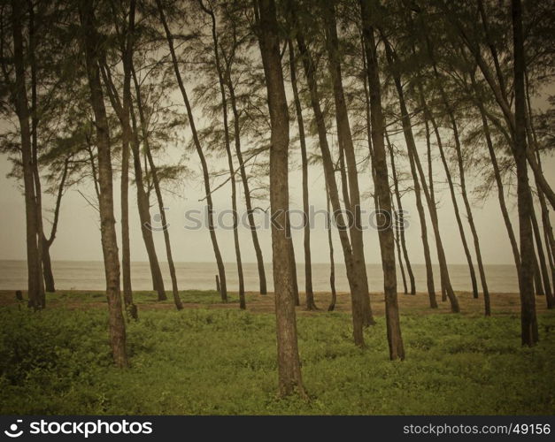 Trees near seashore at Kappad. Calicut, Kerala, India